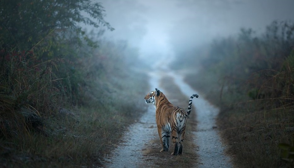 Visit Corbett National Park for Safari Magic