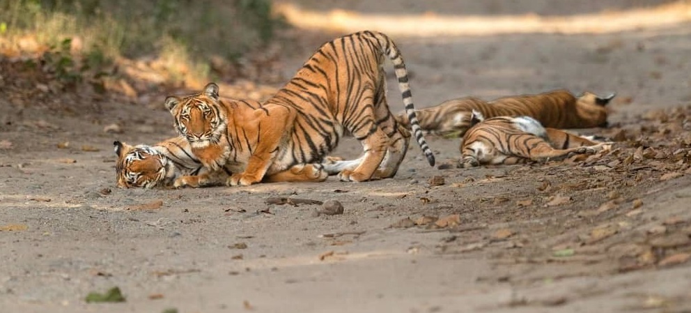 The Extraordinary Beauty of Wildlife in Corbett National Park