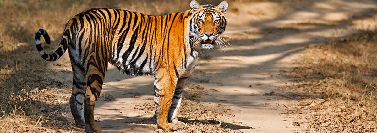 The diverse flora and fauna of Corbett National Park